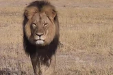 Anger after trophy hunter kills lion that was part of research project