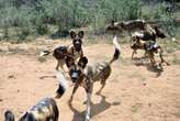 Six African painted dog pups arrive at an Oklahoma zoo