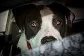 Baby is killed by family pit bull after dog bit the baby’s neck