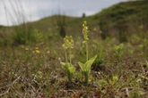 Fen orchid thought to be one of the few plants making it off Red List