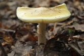 Erin Patterson trial told death cap mushroom sighted near her home