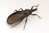 Californians could have potentially fatal ‘kissing bug’ disease