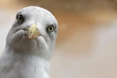 Researchers find a simple way to stop seagulls stealing your food