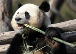 It’s black and white: Scientists uncover secret of giant panda colours