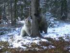 Rare white grizzly bear and its two cubs killed in car strikes