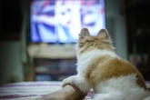 Dogs ‘prefer certain TV shows depending on their personality type’