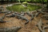 Teenager killed in crocodile attack while collecting water in India