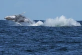 Commuter ferries held up as humpback whales migrate