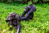 Chimps share with children sense of curiosity for social interactions – study