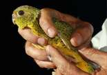 Indigenous rangers find population of extremely rare Australian bird