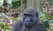 Self medicating gorillas help scientists find new drugs