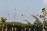 Scientists raise ‘urgent concerns’ over new bat viruses found in China