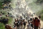 How a herd of hungry goats is helping Spain fight fires