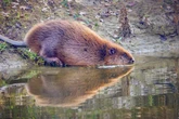 Georgia HOA locked in bitter battle over what to do with beavers