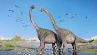 Footprints of world’s largest dinosaurs found in Chinese restaurant