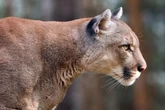 Authorities kill cougar after attack on 11-year-old girl in California
