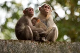 Why is this Indian state asking to kill protected wild animals?