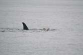 Grieving mother orca whale carries dead baby — again