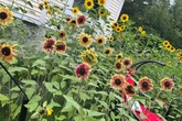Man’s sunflower memorial garden sparks years-long legal dispute