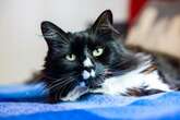 Parasite found in cat poo could be key to cure neurological disorders