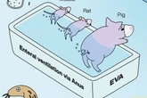Ig Nobel-winning ‘butt breathing’ technique may actually help patients