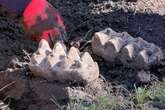 New York man finds jaw of killer sea giant while gardening