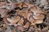 A four-year-old was bitten by a copperhead snake at daycare