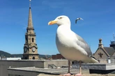 ‘Dive-bombing’ urban gulls snatching food sparks action in Inverness