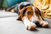 Toxic algae in California suspected in deaths of 5 dogs