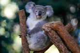 World-first vaccine approved to save koalas from chlamydia epidemic