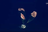 NASA’s Moon astronauts survive plunge to Earth
