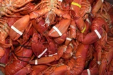 PETA sues Maine Lobster Festival over steaming of 16,000 lobsters