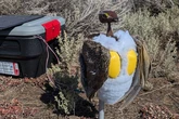 Robot birds could soon be nesting around National Parks