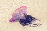 Weird sea creature ‘balloons’ are washing up on North Carolina beaches