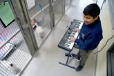 12-year-old boy plays music to soothe animals living in shelters