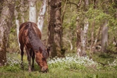 Warning as stallions released in New Forest for breeding season