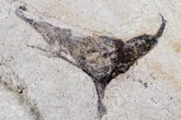 Scientists discover fossils that change what we know about evolution