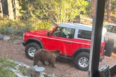Outcry as California bear fatally shot after Tahoe camper attack