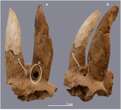 Archaeologists find earliest evidence of livestock horn modification