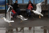 Scotland accused of prioritising divebombing seagulls over people