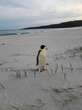 Lost emperor penguin found waddling up Australian beach