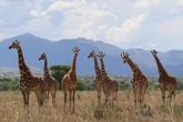 What an imaginary animal taught us about gravity-defying giraffes