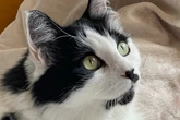 Woman wins full custody of cat after two-year legal battle