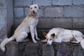 Meet the woman who cares for hundreds of abandoned and stray dogs