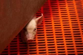Chinese scientists perform world’s first pig-to-human lung transplant