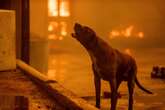 Dogs, horses and peacocks were rescued from the LA fires