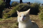 Why Filipinos are upset at removal of beloved cat from hiking trail