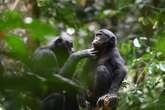 Bonobos make friends outside their group and help each other like humans – study