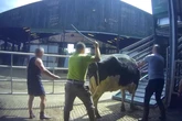 Cows ‘beaten’ in farm used by UK’s largest milk producer
