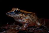 Scientists finally record Amazon frog’s ear-piercing screams